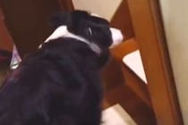 朝『パパを起こしてきて』と犬にお願いした結果、ダッシュで寝室へ→『起こしてくれた』と思いきや…まさかの展開に反響「可愛い」「癒される」