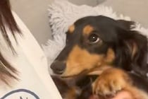 友人を家に招いた結果→犬が『小さなころに会ったことがある』と覚えていて…尊すぎる『大喜びの仕方』に反響「可愛すぎだろ」「めちゃ甘えてる」