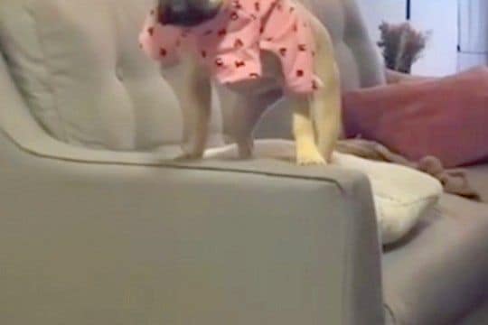 犬に服を着せている最中『仕事の電話』がかかってきた結果→ふと振り返ると…『衝撃的な光景』が677万再生「めっちゃ怒ってて草」「反則ｗｗ」