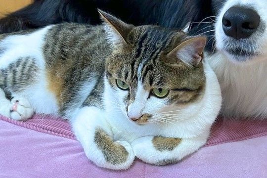 寝ている犬のベッドに、突然やってきた猫→思わずびっくりしてしまって…まるで『アニメのような表情』に5万いいね「顔好きｗｗ」「困惑可愛い」