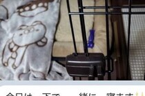 『絶対に犬は飼わない』と言っていた父が子犬を飼った結果→LINEがきたので、開いてみると…想定外の内容が23万再生「愛情深い」「幸せもの」
