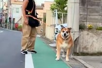 散歩中の犬を発見したママ→わざわざ真横を通り、目が合ったのに…思わず笑ってしまう『シュール過ぎる展開』に反響「ものすごく可愛い」