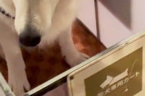 カッコいい大型犬が『ホームセンターのカートに初めて乗った』結果→見た目からは想像できない『まさかの光景』に反響「健気で可愛い」「笑った」