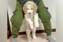 体重2キロの子犬を飼った結果→10ヶ月後、息子の身長をも上回り…あまりにもデカい『成長した現在』が35万再生「人間感ｗ」「AI加工かと」