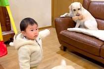 1歳の女の子の『ぬいぐるみ』を奪い取った大型犬→返してくれたと思ったら…まさかの展開が23万再生「味をしめたのかな」「共謀の可能性大ｗ」