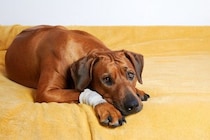 犬の『悲惨な事故』5選　実際にあった痛ましい事例や大切な愛犬を守るための心得まで