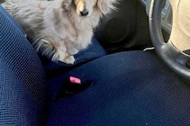 ふと『車の助手席にいた犬』見てみた結果→なぜか頭が…完全に想定外な光景が48万再生「スーパーサイヤ人で草」「飛んじゃいそうｗｗ」と爆笑
