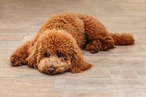室内犬が短命になる『絶対NG行為』4選　愛犬の健康寿命を縮める危険な生活習慣とは？