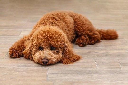 室内犬が短命になる『絶対NG行為』4選 愛犬の健康寿命を縮める危険な生活習慣とは?