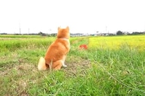 田んぼ道を歩いている犬→遠くにいる『パパ』に気付いたら…家族愛に溢れた『尊すぎる再会の瞬間』が73万再生「なんて素敵」「まるで恋人同士」
