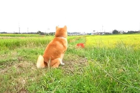 田んぼ道を歩いている犬→遠くにいる『パパ』に気付いたら…家族愛に溢れた『尊すぎる再会の瞬間』が73万再生「なんて素敵」「まるで恋人同士」