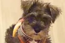 『ボロ雑巾と呼ばれていた犬』が過去の自分のようで…『幸せにしたい』と飼った結果→愛情いっぱいな『現在』に感動「運命だ」「世界一の宝物」