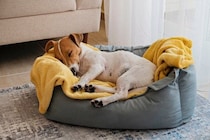 犬が『熟睡』しているかどうかを判断する方法とは？愛犬が安眠できる環境づくりのコツまで