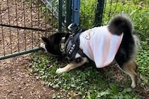 犬と旅行中にドッグランへ→『喜んで遊んでくれるかな』と思いきや…まさかの展開が20万再生「意味がわからないｗ」「自由奔放さが微笑ましい」