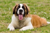 『日本で飼いづらい』犬種５選　お世話が大変な理由や迎える場合に整えなければならない住環境まで