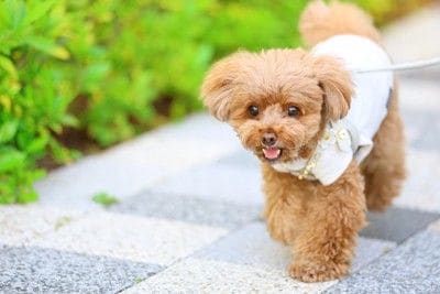 散歩、茶のトイプードル