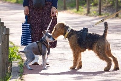 散歩、犬同士の挨拶