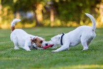 犬にとっての『良い刺激』3つ　愛犬の心と体の健康を維持するためにオススメな行為とは？