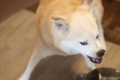 威嚇する犬