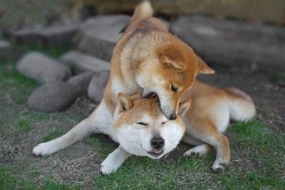 柴犬2匹