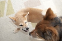 『多頭飼いに向いていない犬』の共通点4つ　他の犬との関わりが苦手なワンコの特徴とは？
