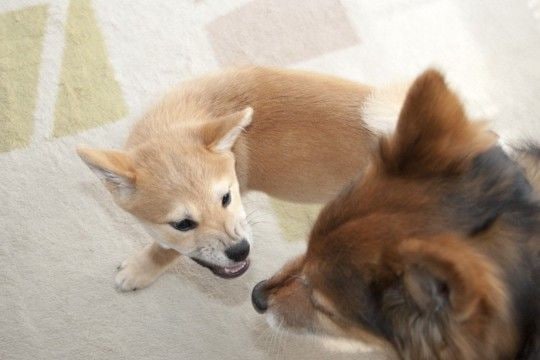 『多頭飼いに向いていない犬』の共通点4つ　他の犬との関わりが苦手なワンコの特徴とは？