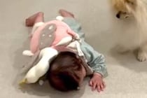 赤ちゃんが一生懸命にハイハイをすると『心配性の犬』が…いつまでも見ていたい『約1年間の成長記録』が198万再生「最高」「ステキな兄妹」