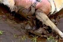 お風呂に入ったばかりの犬が『水たまりを見つけた』結果→絶望するしかない『豪快すぎるイタズラ』に9万いいね「笑ったｗｗ」「良い表情で草」
