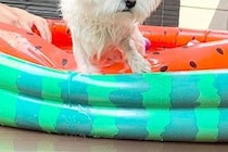 お庭でプールに入った犬→びしょ濡れになったのが嫌で…わかりやすい『後悔の表情』に13万いいねの大反響「ブチギレｗｗ」「目が据わってて草」