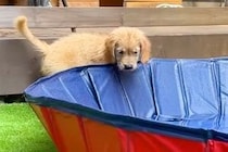 子犬を『初めてプールで遊ばせた』結果→『水を怖がるかな』と思ったら…想像以上の『大はしゃぎ』が11万再生「可愛くてほっこり」「天真爛漫」