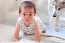 赤ちゃんが『ハイハイの練習をした』結果→大型犬がそばで見守って…相思相愛な『愛に溢れた光景』に反響「優しいお姉ちゃん」「ずっと見てたい」