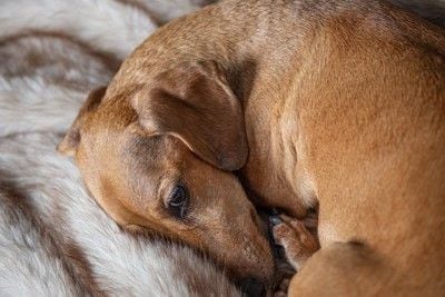 丸まる犬