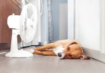 扇風機の隣で横になる犬