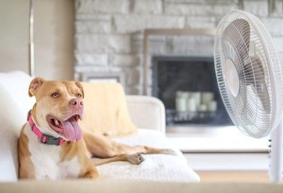 犬と扇風機