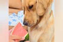 一年ぶりに『スイカ』を前にした大型犬→食べ方を忘れてしまったので、息子が教えてあげて…微笑ましい光景に反響「笑ったｗ」「久々だもんね」
