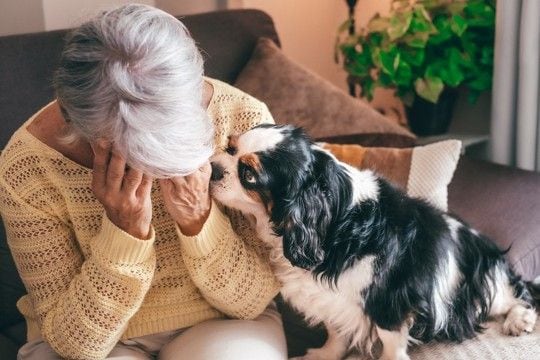 犬が飼い主を『慰めている』ときにみせるサイン5つ 落ち込んでいるのが分かるの?