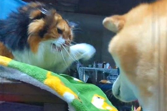 犬と猫がケンカした結果→『猫パンチ』を避けられてしまい…想像以上に『気まずい光景』が62万再生「圧凄すぎw」「精神的ダメージ与えてて草」