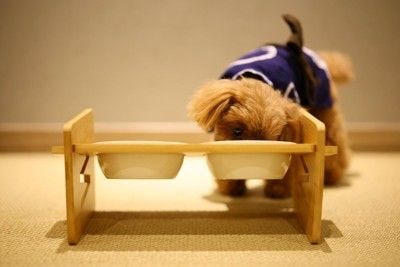 食器スタンドを使ってご飯を食べる犬