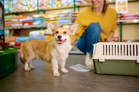 買わなくてもいい『犬グッズ』6選 意外と必要がないモノや無駄な出費を減らすコツまで