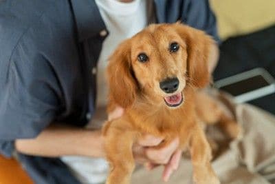 ごきげんな犬
