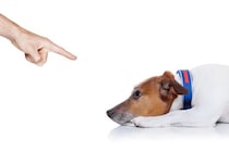 犬が『飼い主のことを避ける』理由5つ　愛犬から嫌われてしまう無意識にやりがちな行動とは？
