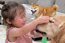 娘と柴犬を連れて実家に帰省したママ→帰宅後、待っていたパパと大型犬が…微笑ましすぎる『家族の再会』が24万再生「嬉しさ爆発」「泣けた」