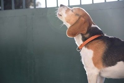 吠えるビーグル