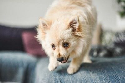 身をかがめて威嚇する犬