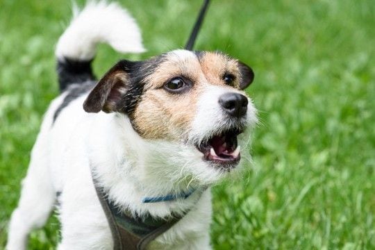 犬が『よく吠えてしまう』理由とは?吠え癖を改善させるために飼い主にできることまで