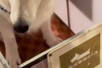 カッコいい大型犬が『ホームセンターのカートに初めて乗った』結果→見た目からは想像できない『まさかの光景』に反響「健気で可愛い」「笑った」