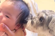 赤ちゃんが生まれたら、犬が『新しい家族だ』と認識して…本当のお姉ちゃんのような『尊い日常の記録』に感動「なんて愛おしい」「微笑ましすぎ」