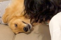 ソファでのんびりする大型犬に『チューをしてみた』結果→喜びが溢れて…まるで人間のような『表情』が16万再生「お互い幸せ」「かわいい相棒」