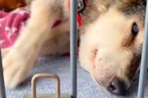 17歳の老犬が亡くなる前日、自分で立つことができない状況の中で…涙腺崩壊する『最期の行動』が49万再生「ほんま頑張った」「この子は幸せ」