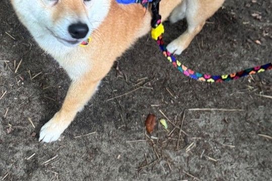 外出時、犬に『オヤツを忘れてしまった』と伝えた結果→表情が変わり…思った以上の『軽蔑の目』に反響「露骨に呆れてて笑った」「圧がすごいw」